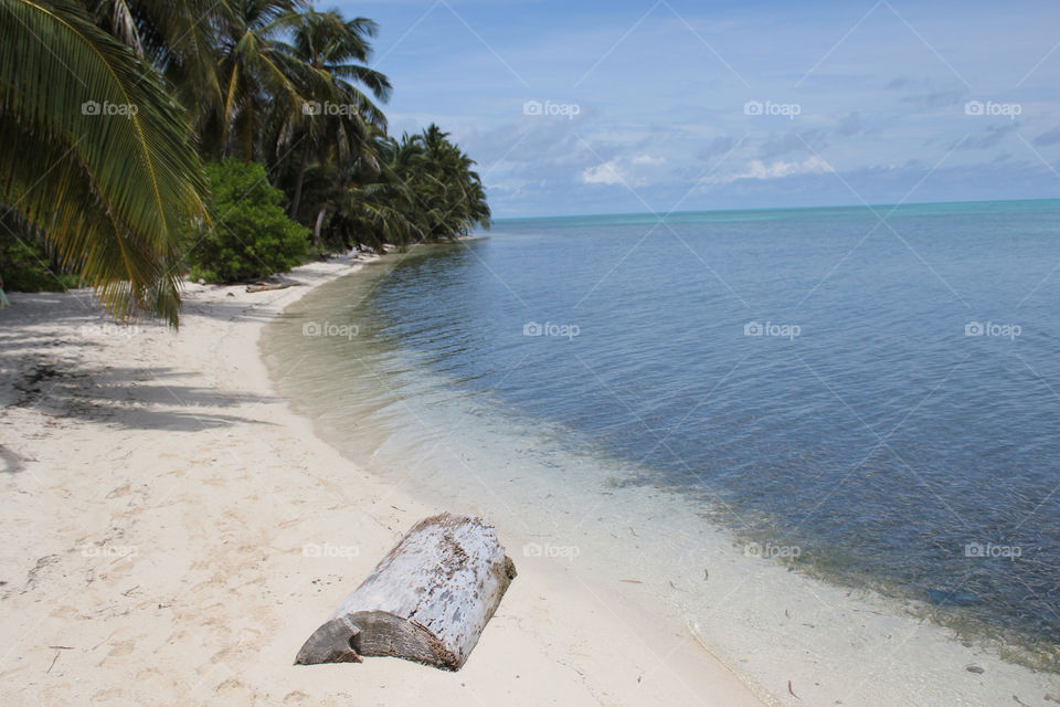 beach summer trees horizon by idanos
