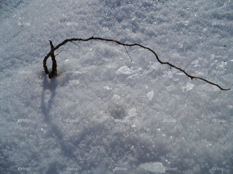 root on snow in the morning and good wetter