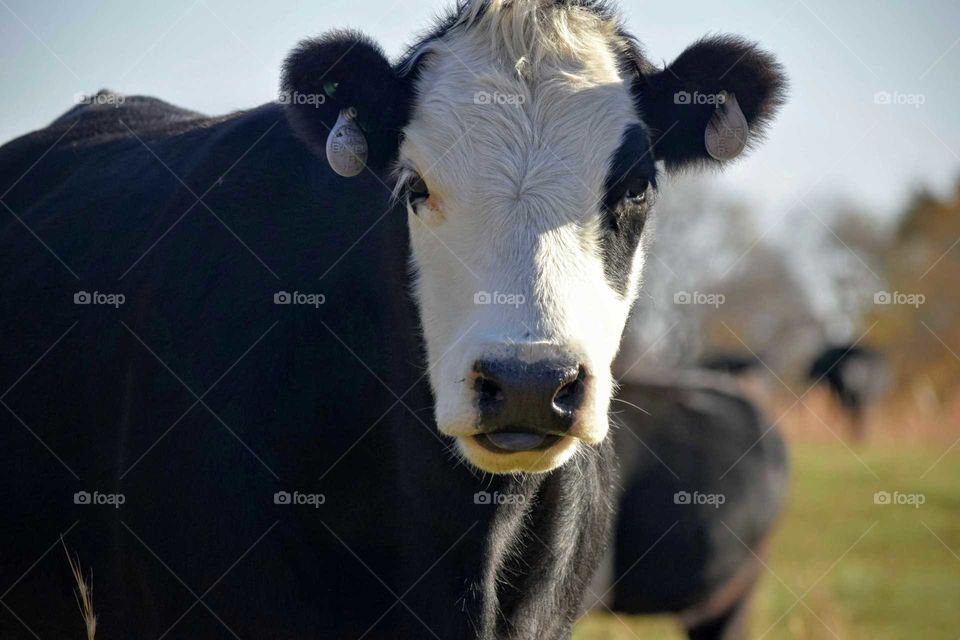 Close-up of a cow