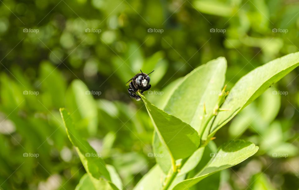 Carpenter Bee On Lime Leaf