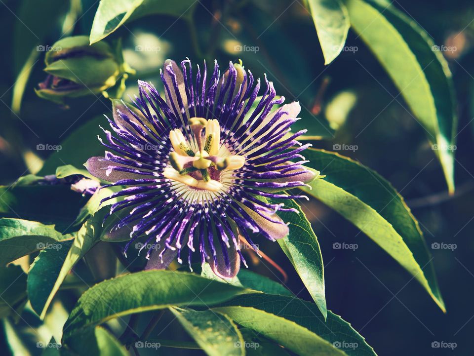 Purple passion flower  - natural beauty