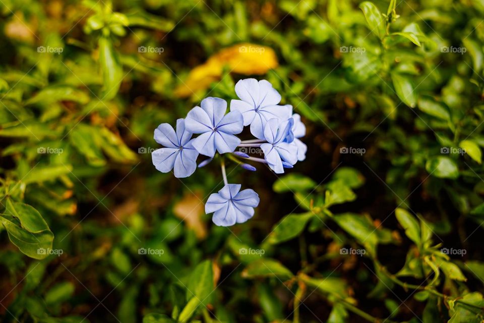 Beautiful flowers in bloom