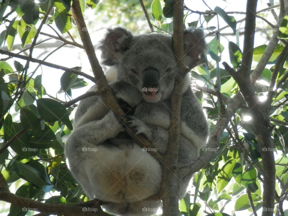Koala