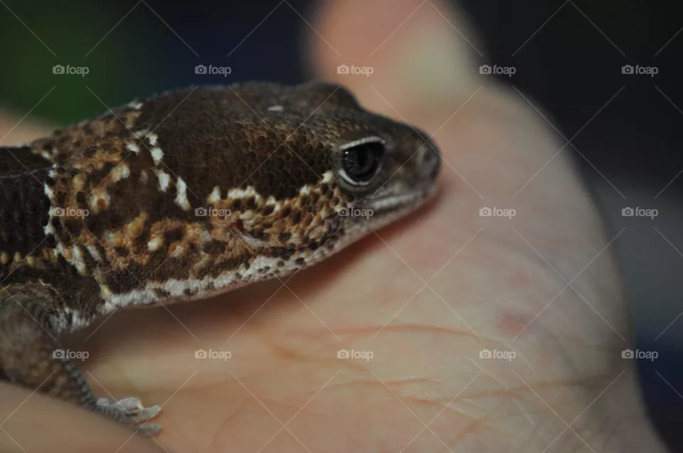 Gecko