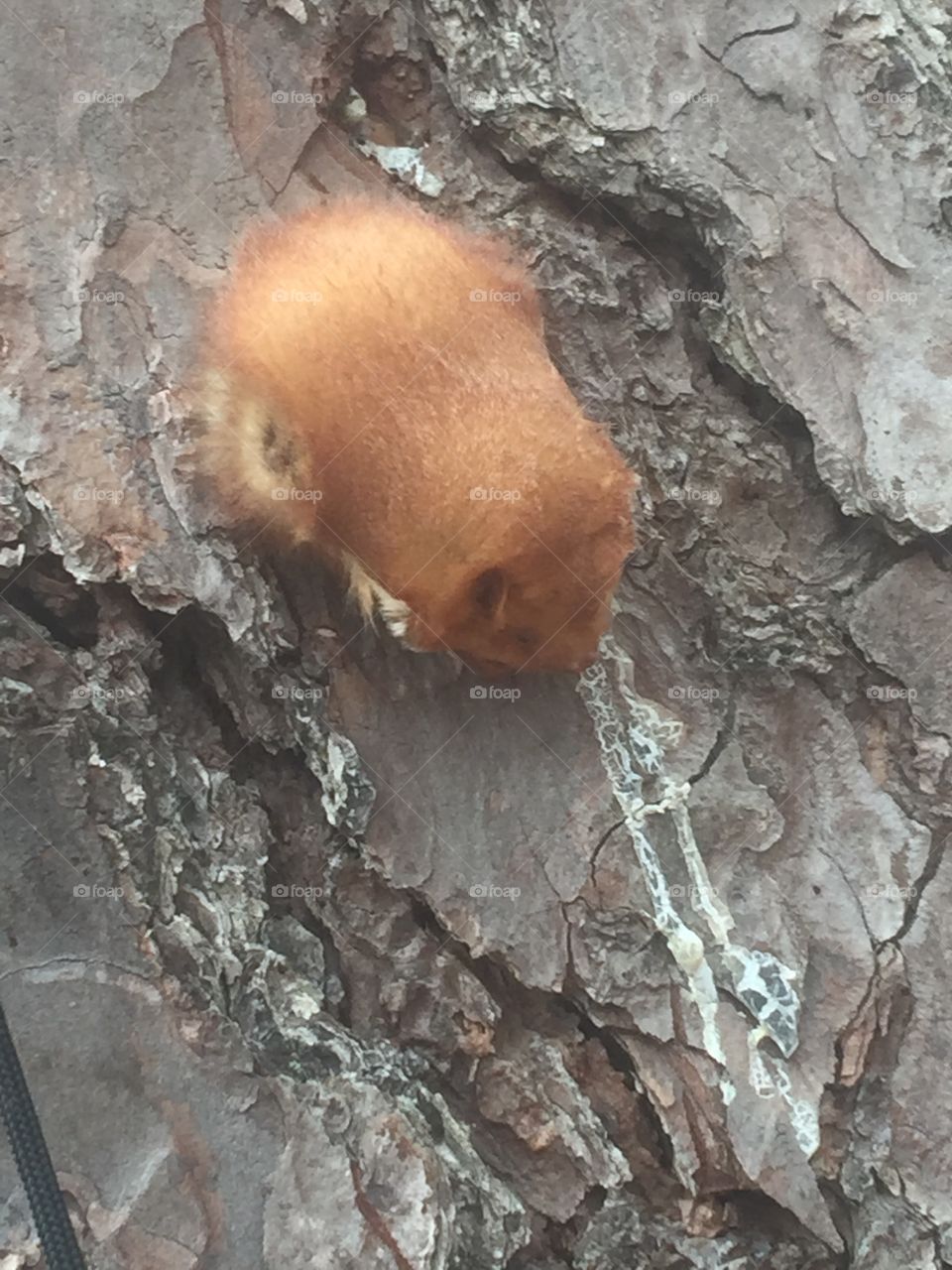 Fuzzy bat on a tree