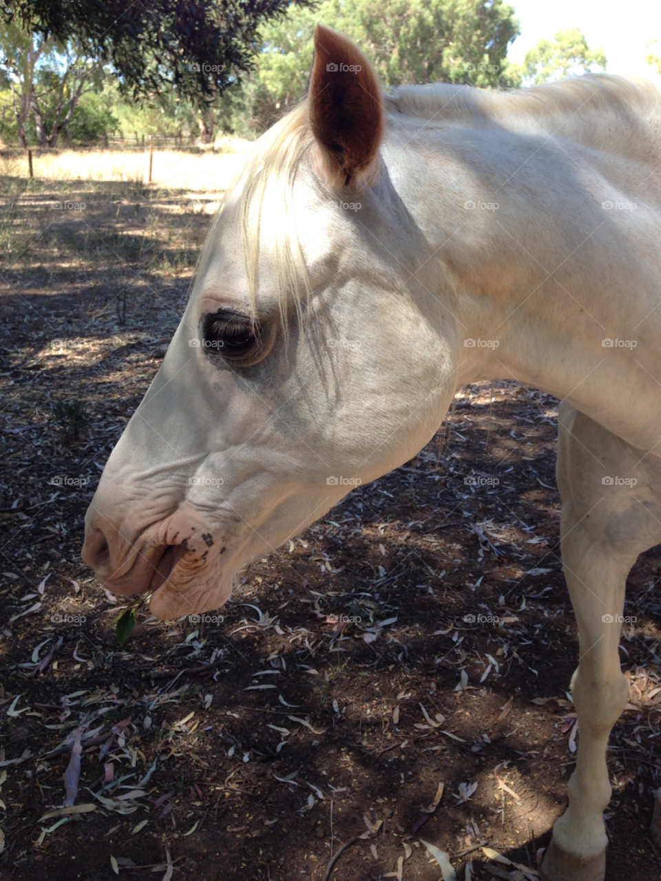 animal mammal puckered white by kshapley