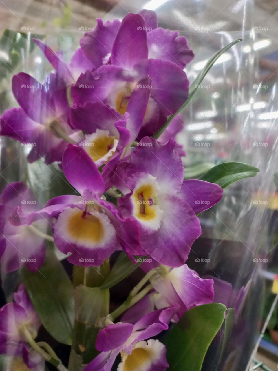 A orquidea  Dendobrium  é uma das mais populares no comércio  de orquídeas  devido à  sua beleza e facilidade de cultivo