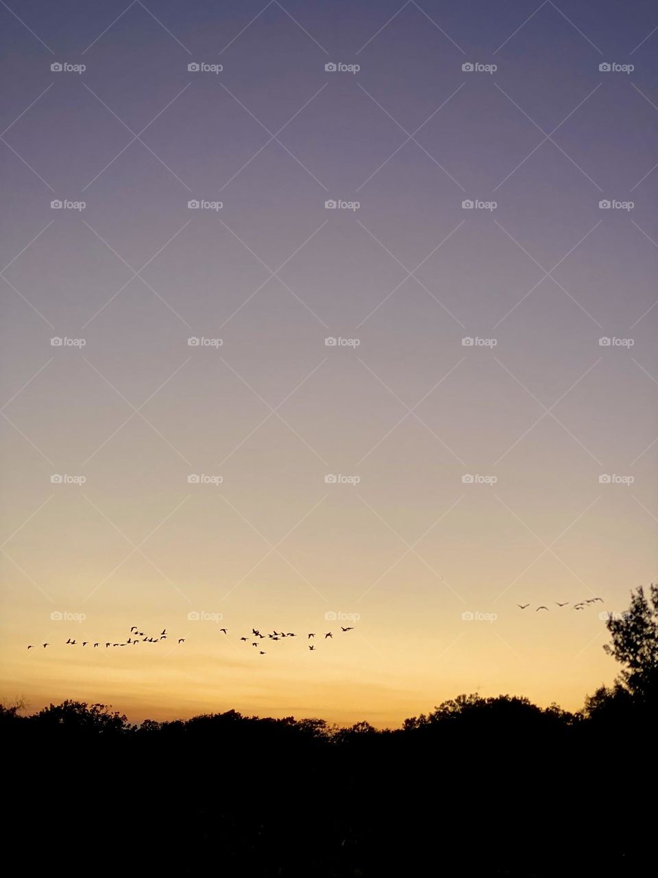 Geese flying south for the winter in a golden autumn sunset horizon.