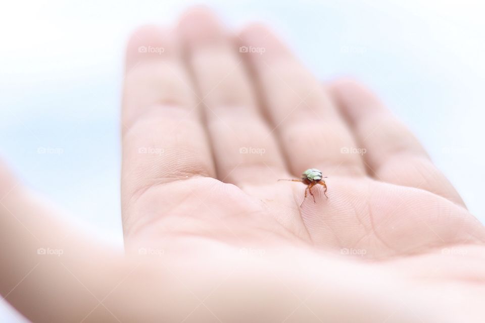 Dancing Beach Beetle