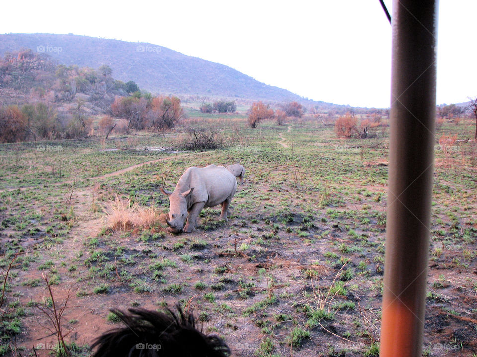 rhino in south Africa reservation wonderful