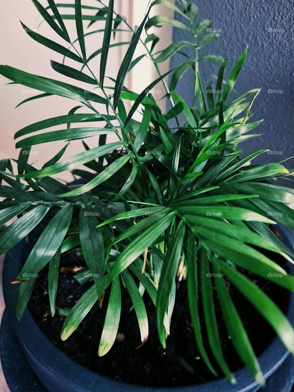 house plant