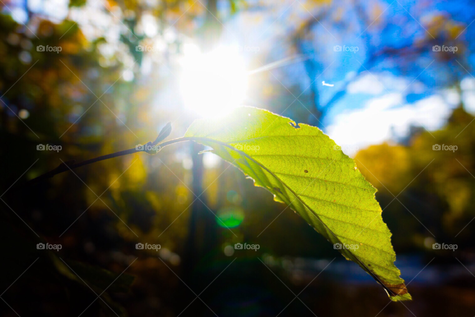 Light over leaves 