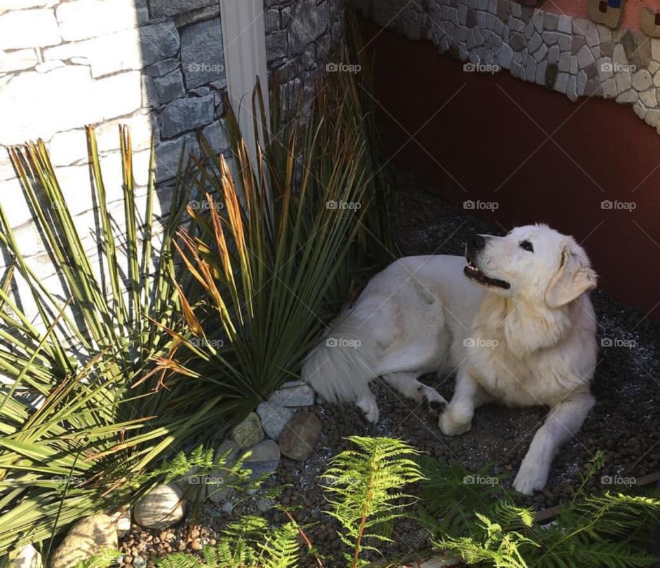 happy big white dog taking a shadowbath