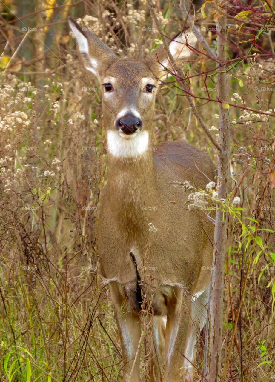 Doe in the woods