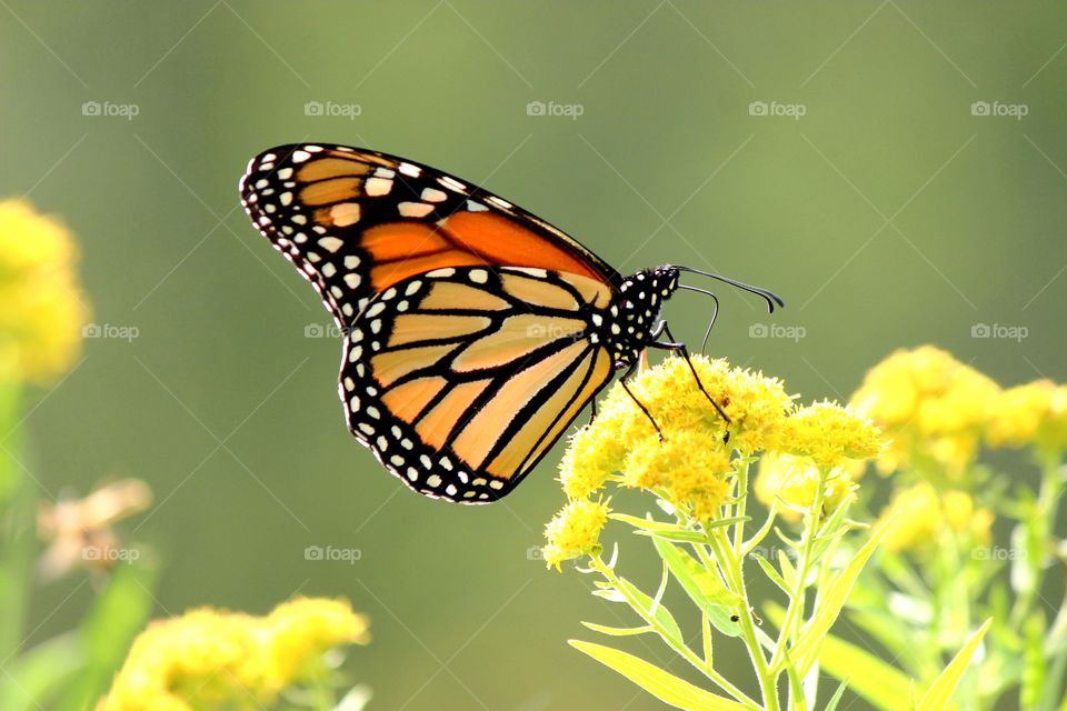 monarch butterfly enjoying wildflowers on a late summer day full of sunshine