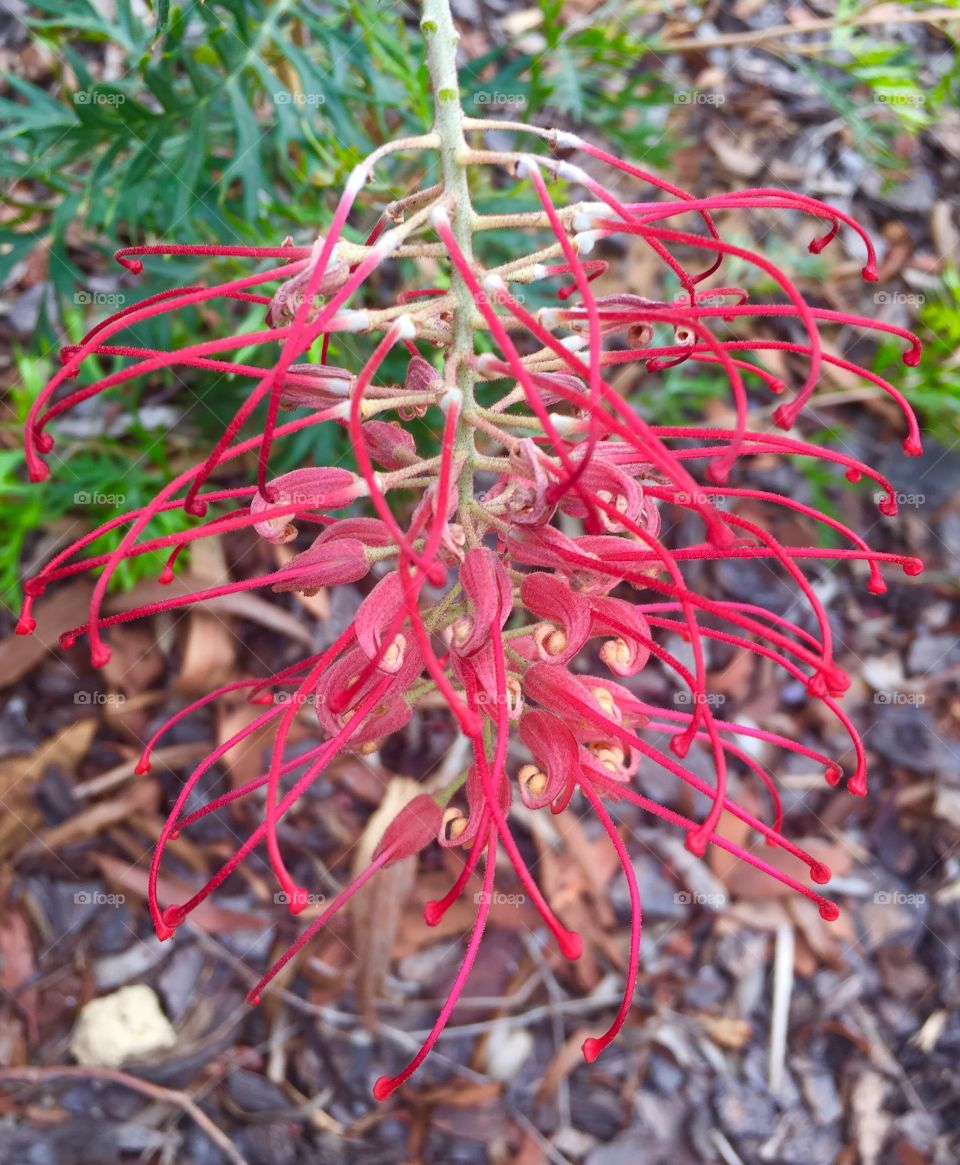 A new flower in my garden 