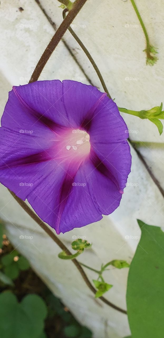 Beautiful shade of purple catching the light perfectly on this flower growing up the fence in my backyard.