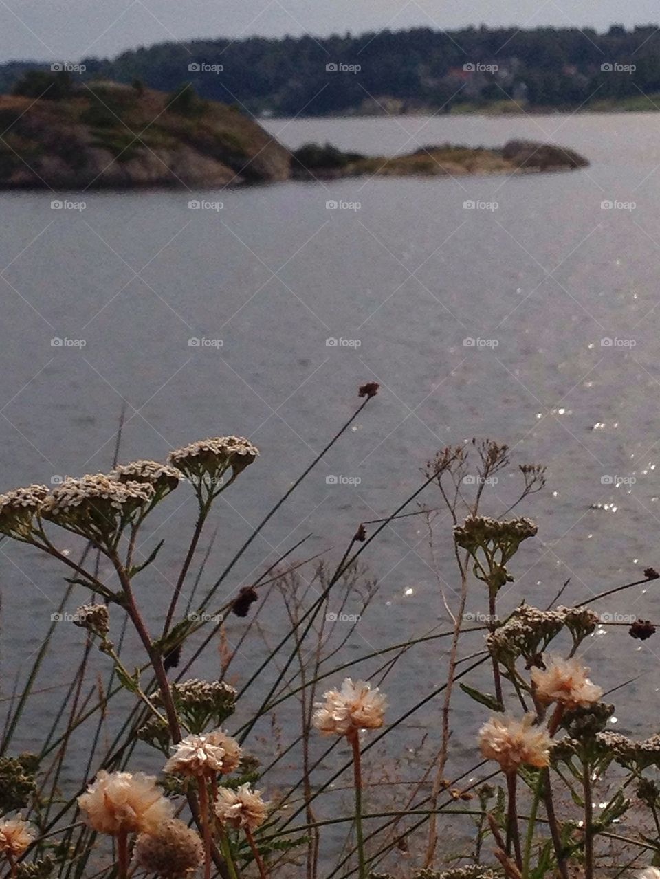 Close-up of flowers and idyllic lake