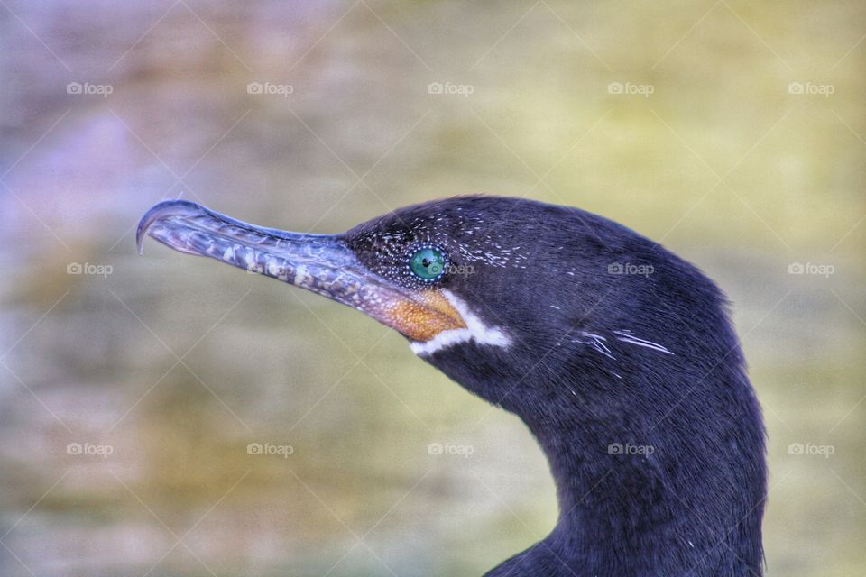close up photo of double-crested cormorant