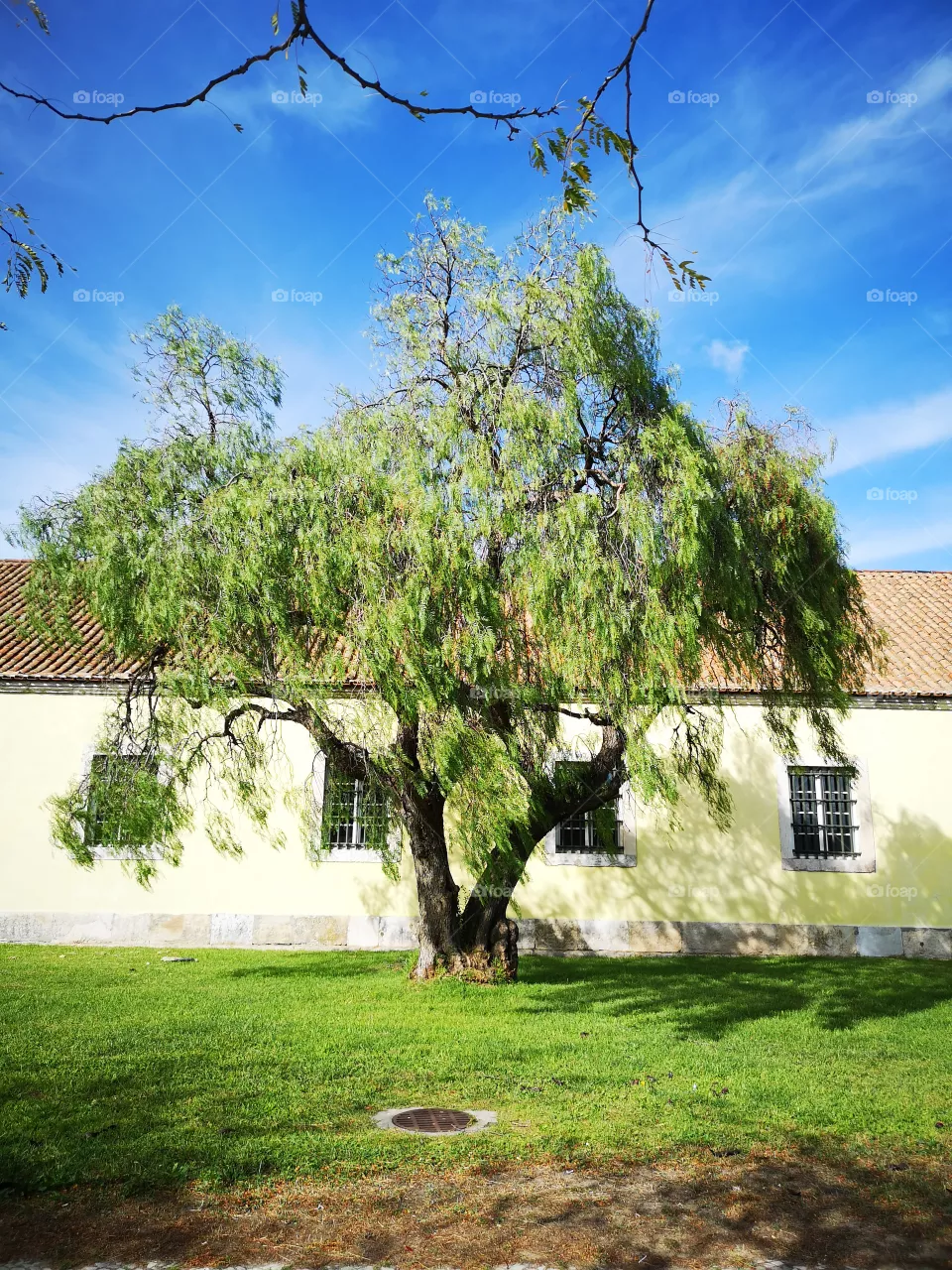 tree