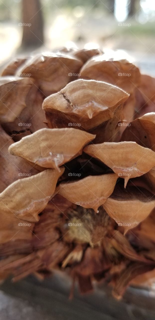 Pine Cone Close Up