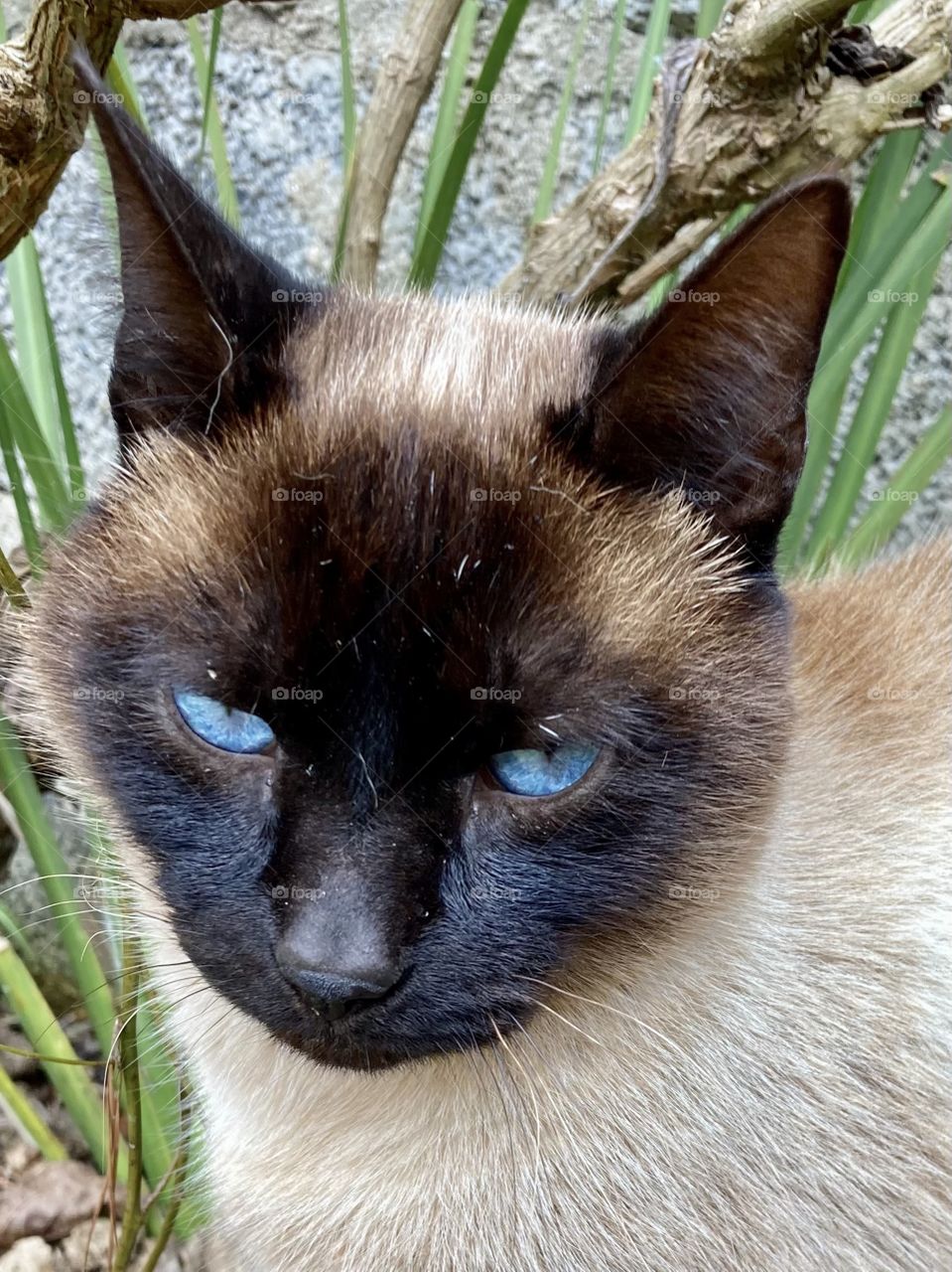 I enjoy taking pictures, but (despite the beautiful eyes), the look of the Mimi cat scares me…
 I'm the only one who thinks he's “evil”? / Eu curto fotografar, mas (apesar dos olhos bonitos), o olhar do gato Mimi me mete medo… Só eu que me assustei?