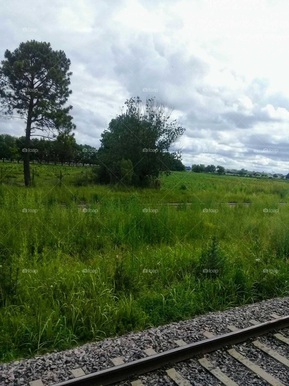 campo sembrado a la vera del ferrocarril.