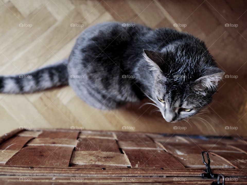 Cat sitting on the floor under neath the camera view
