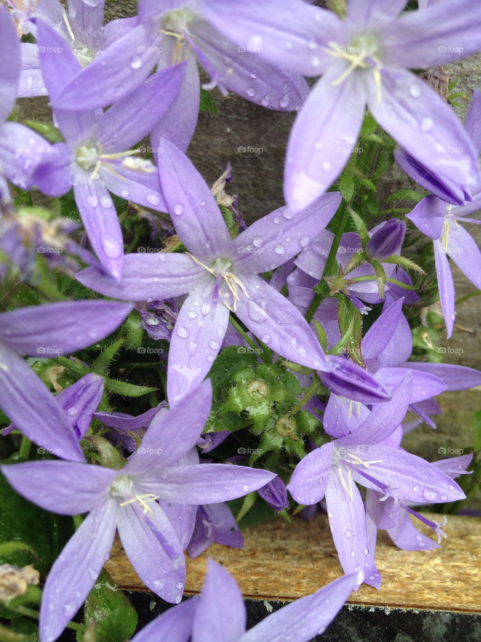 garden flower purple water by gsplan