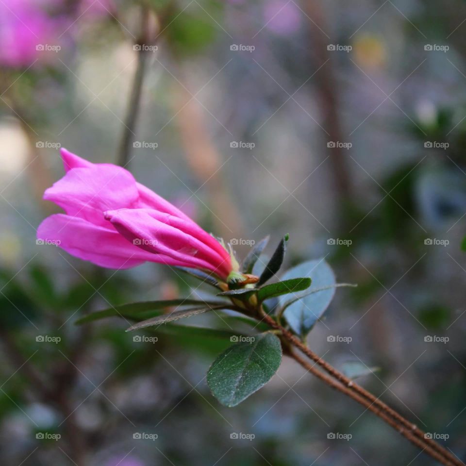 Azalea bud