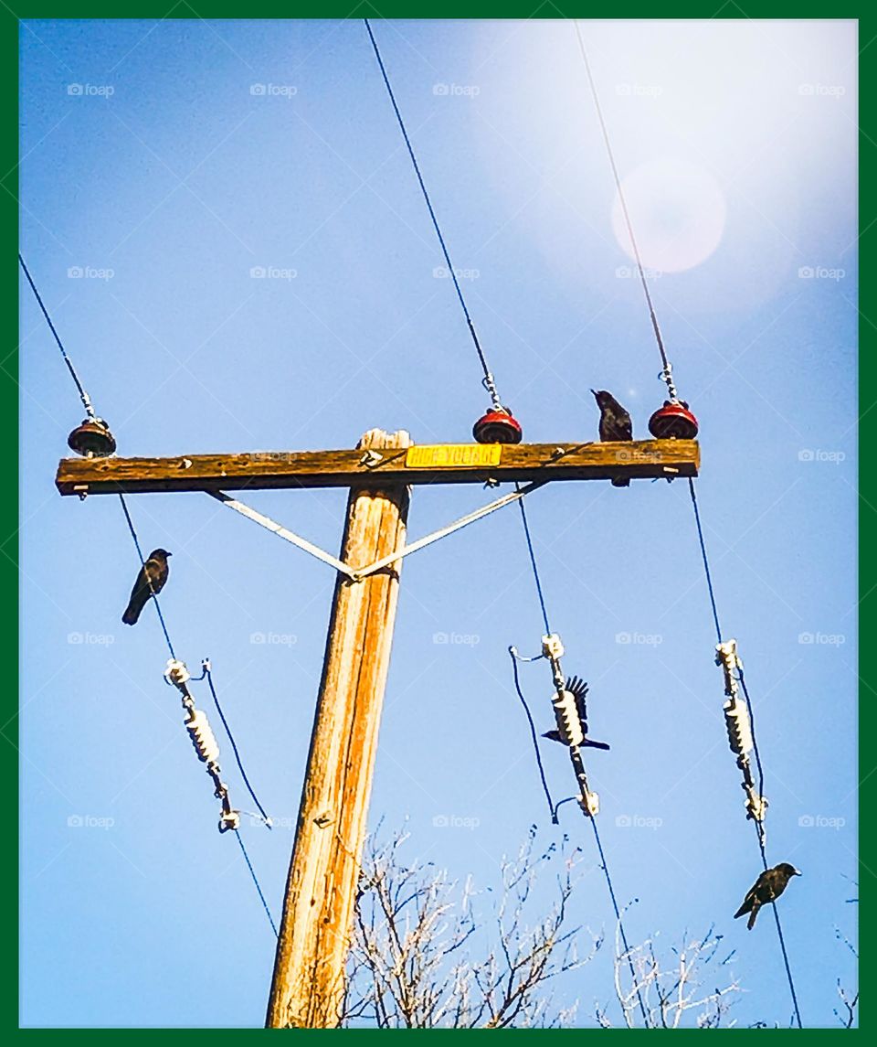 4 Crows on a late Tuesday afternoon.