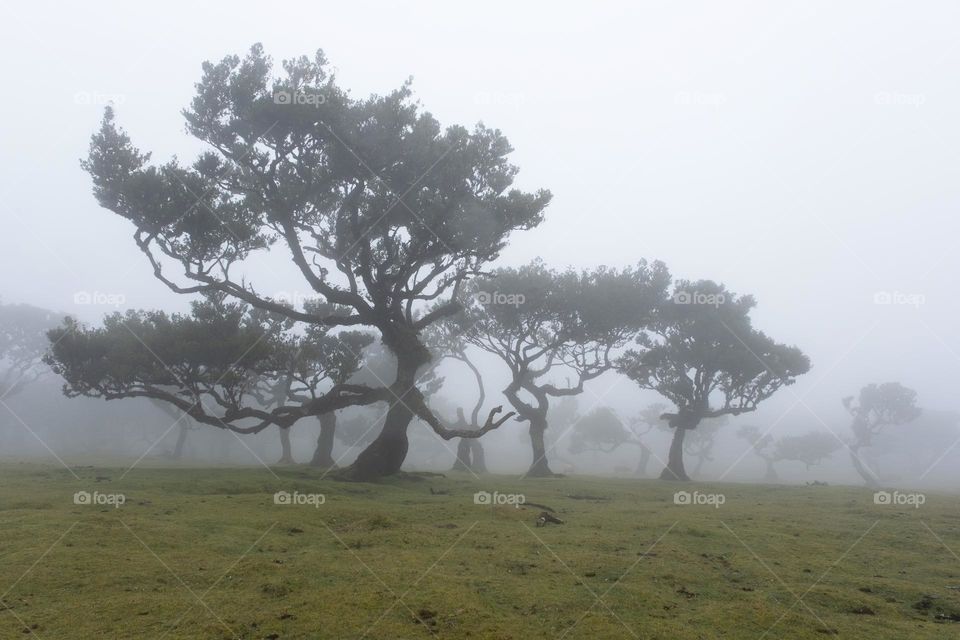 A grove of mystical and moody ancient trees in fog during spring at Fanal Madeira 