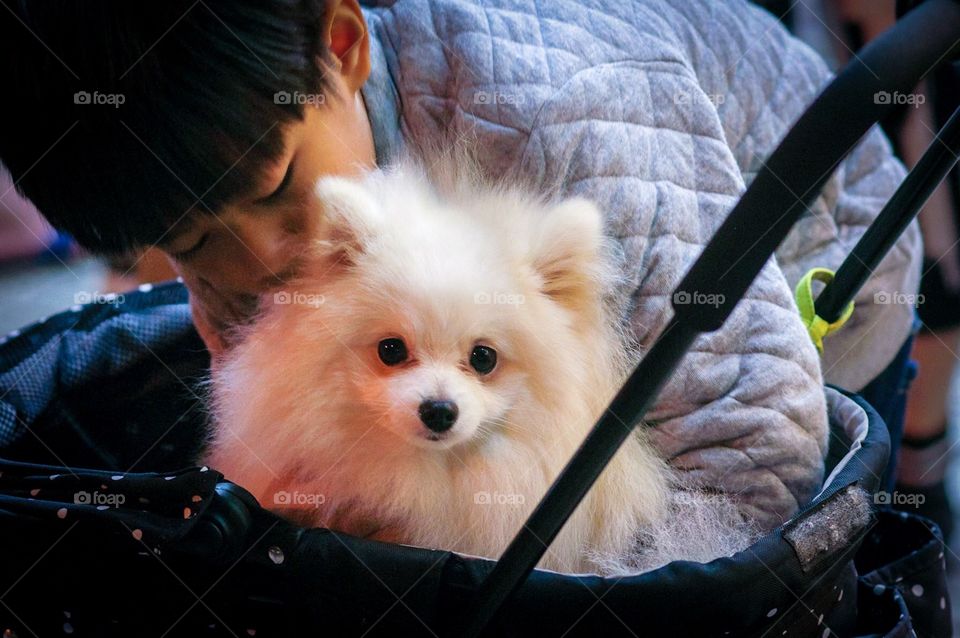 A boy kisses his dog as it sits in a stroller. 