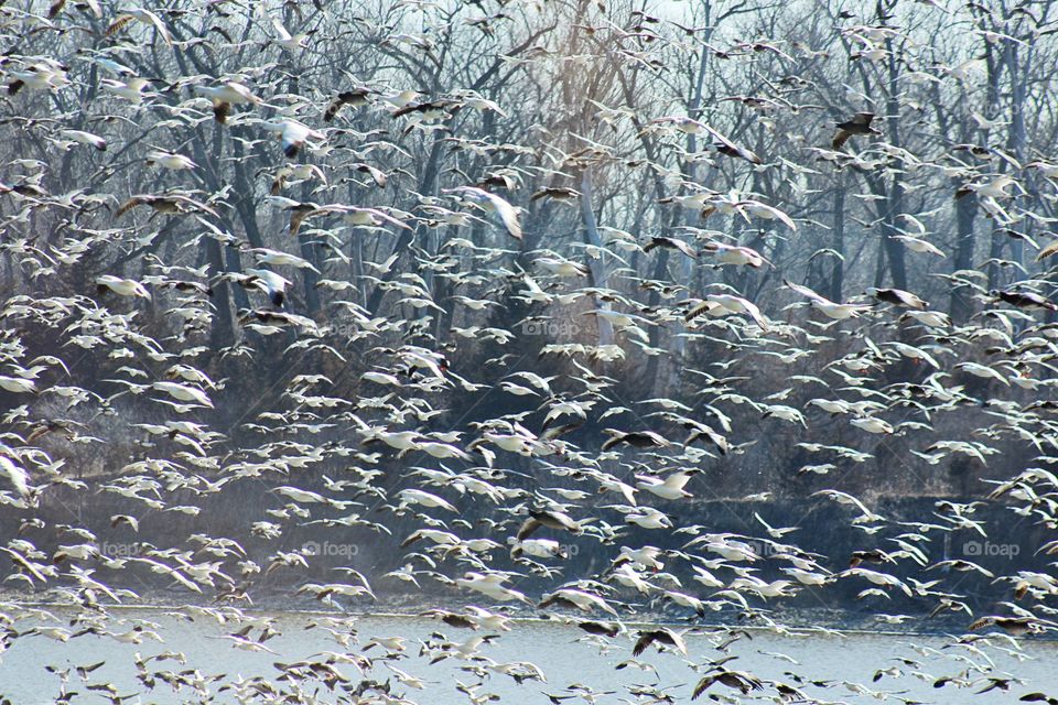 Thousands of waterfowl—ducks and geese—flock to a wildlife refuge along their annual migratory path. 