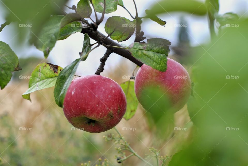 Two apples are growing on the tree