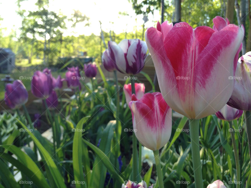 spring garden tulips sudbury by zgugz
