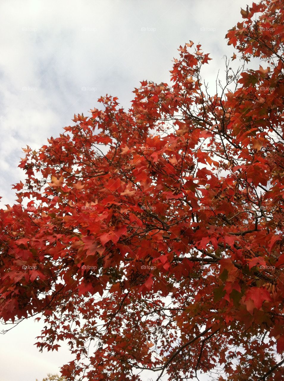 Red leaves in October 