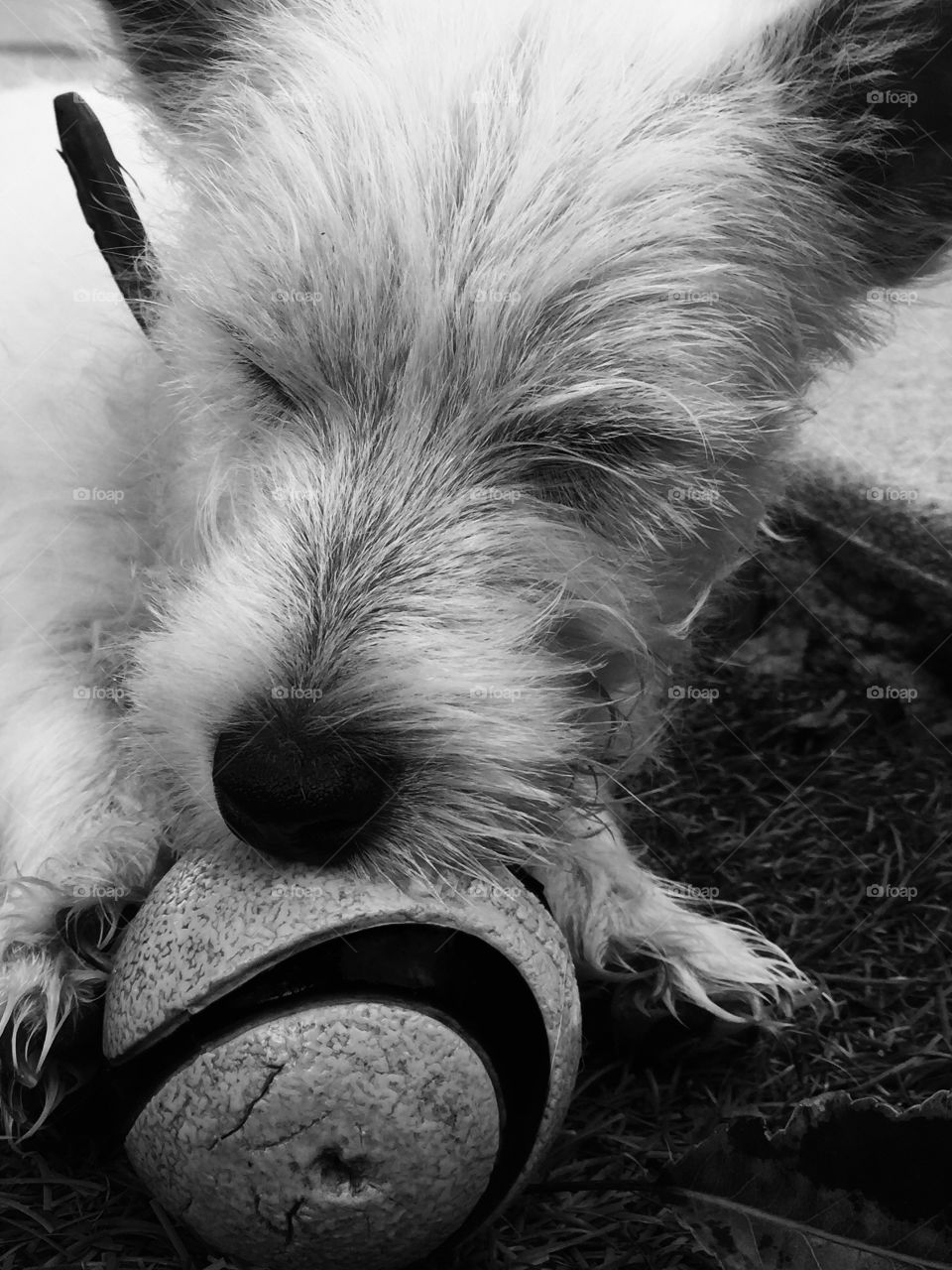 Westie puppy. His new toy