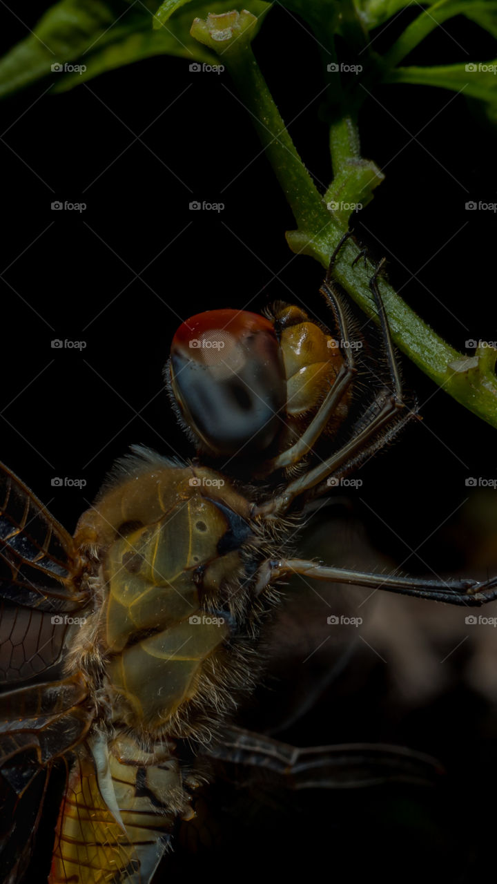 Extreme closeup of dragonfly