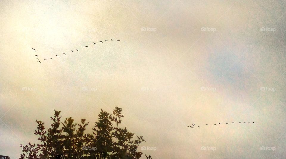 birds flying south artistic composition resembling painting