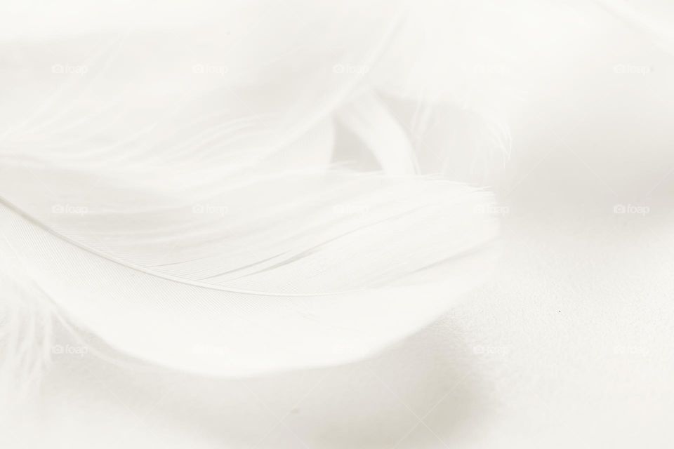 white feather