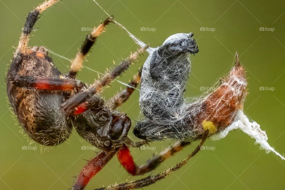 A red femured spotted Orbweaver carefully wraps a two-spotted scoliid wasp, avoiding the stinger. Raleigh, North Carolina. 