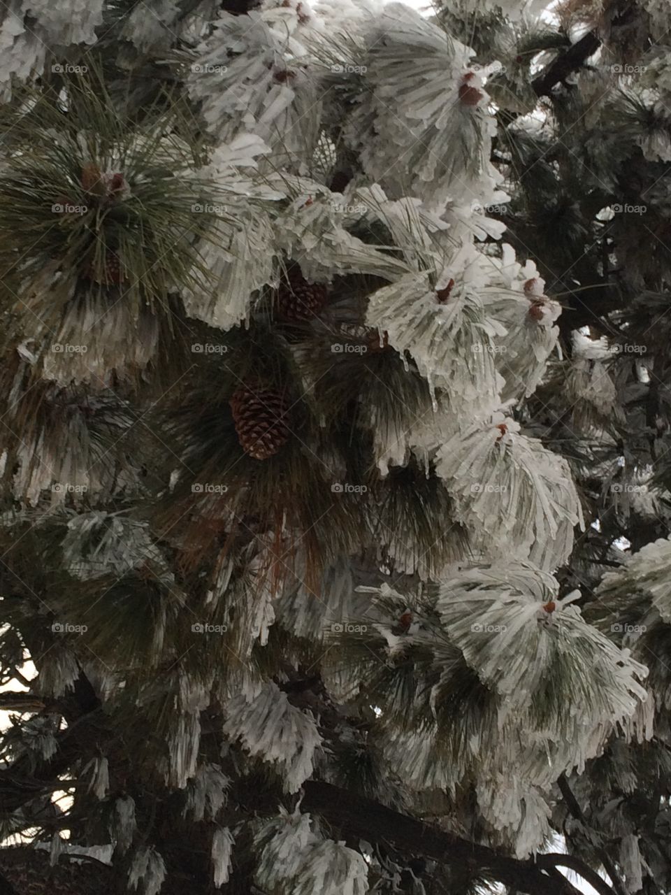 Iced over tree