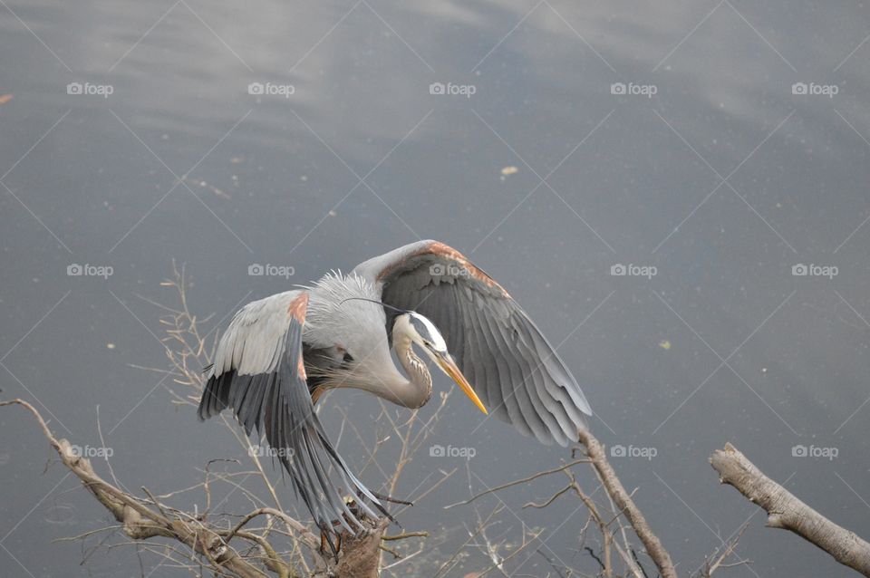 A colorful Great Blue Heron