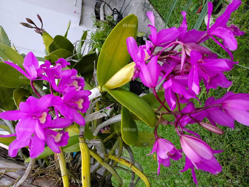 exotic orchids