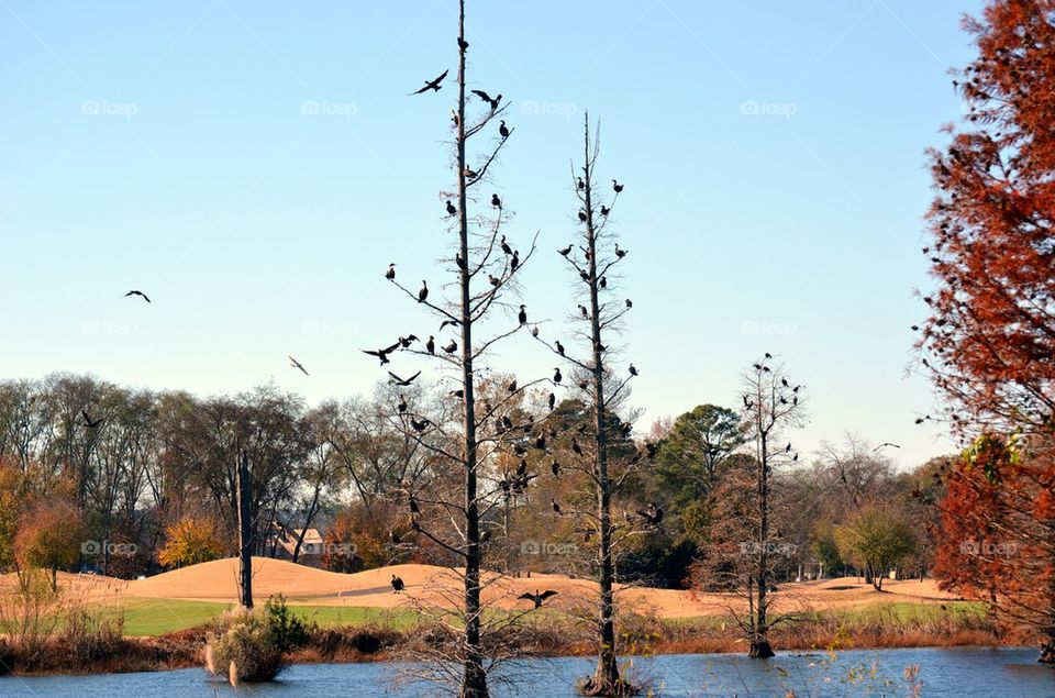 ducks in a tree