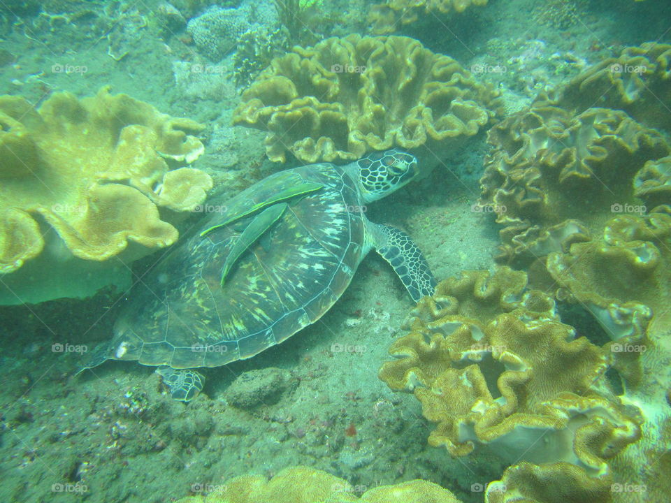 firs and turtle turtles