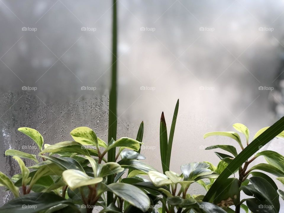 Peperomia in winter. The green story of growth and germination. Life is a constant struggle.