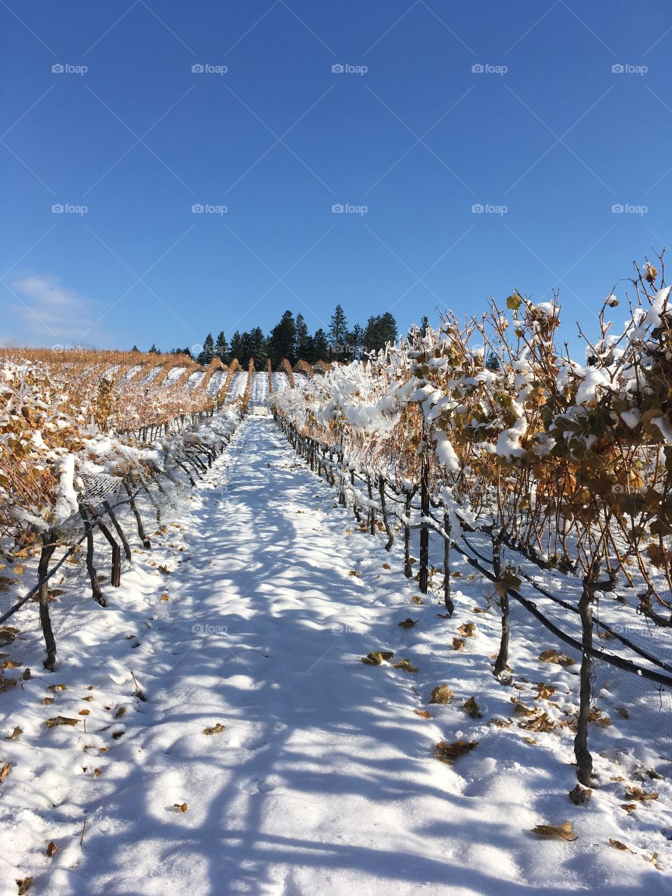 Vineyard in the winter