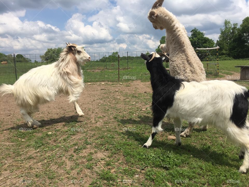 Battle of the goats